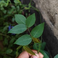 Rourea minor (Gaertn.) Alston